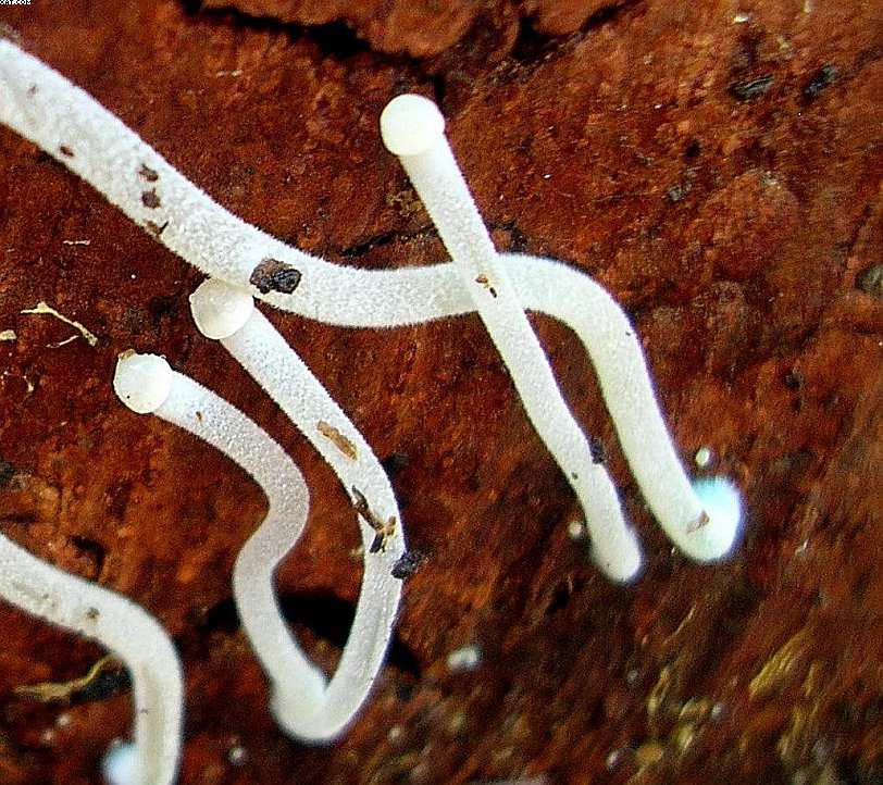 St. Chrischona ( CH )   30. Aprile 2005